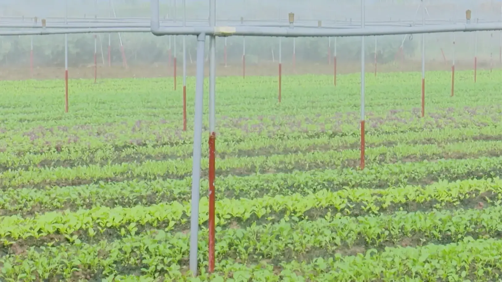 Chế biến sâu nâng cao giá trị nông sản | Nông nghiệp nông thôn | 28/08/2025